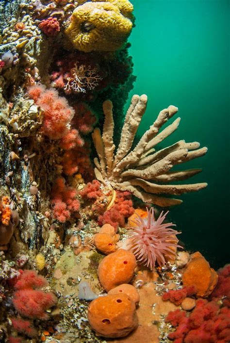 Ocean Plants Underwater Plants Underwater Life Coral Reef
