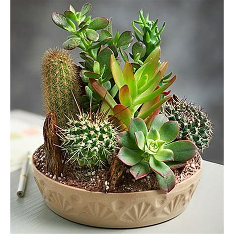 1800flowers Cactus Dish Garden With Cacti And Succulents Large