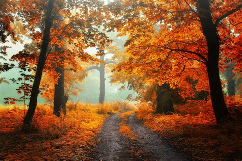 Gravel Road Through Autumn Forest