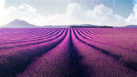 Lavender Field At Starry Night Wallpapers Wallpaper Cave