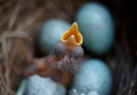 40 Amazing Pictures Of Baby Animals Hatching Eggs