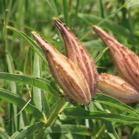Monarch butterfly caterpillars eat milkweed. Antelope Horn Milkweed | Garden Style San Antonio