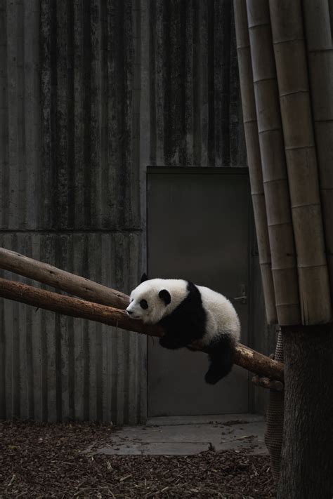 Menakjubkan 11 Wallpaper Lucu Panda Hd Richa Wallpaper