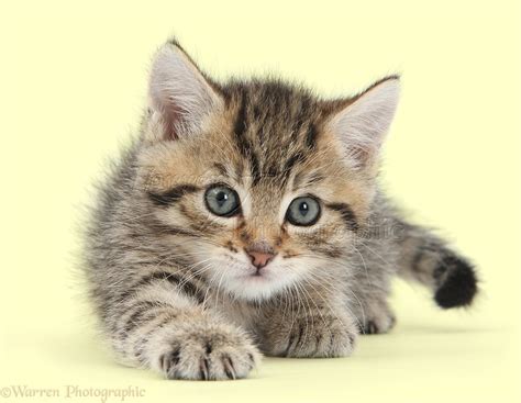 Cute Tabby Kitten 6 Weeks Old Photo Wp42602