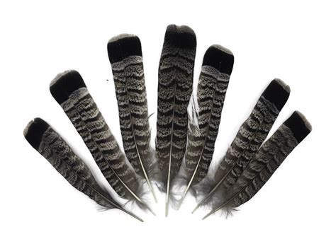 Exotic Feathers 5 Pieces Gray And Black Ruffed Grouse Tail Etsy