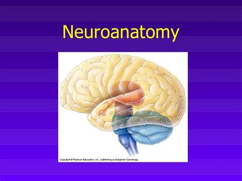 Neuroanatomy Ppt Neuroanatomy