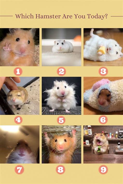 Which Hamster Are You Today Enjoy The Graphic I Made Rhamsters