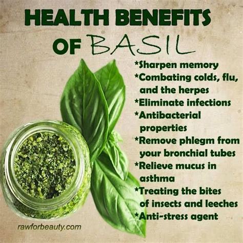 Health Benefits Of Basil Basil Health Benefits Benefits Of Basil