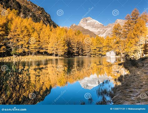 Yellow Larch Trees And Mountain Lake With Reflections In Late Autumn