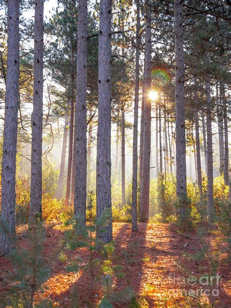 Sunrise Through A Forest Of Tall Pine Trees Photograph By James Brey