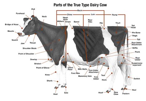 Judging From Moo To You Judging Your Guide To The Dairy Industry