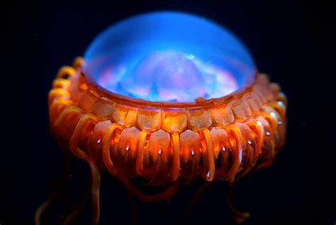 Bright Lights Big Jelly Featured Creature