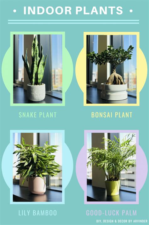 Easy To Maintain Indoor Plants For Beginners Diy Design Decor By Arvinder