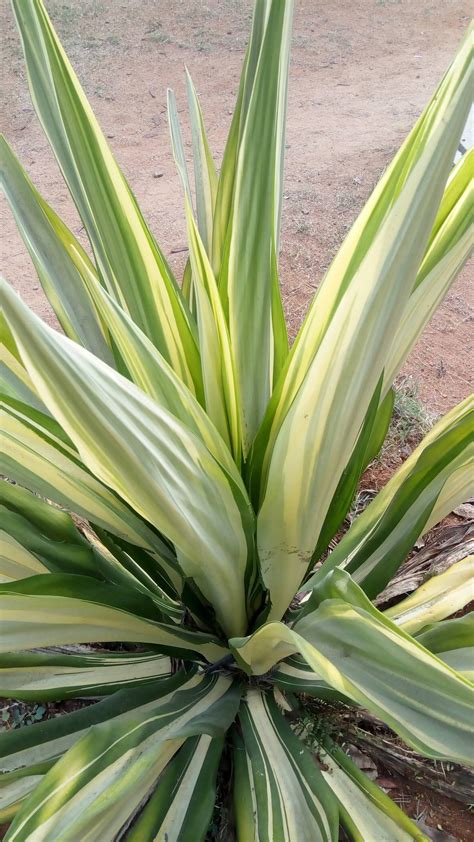 species identification - Is this plant Yucca filamentosa color ...