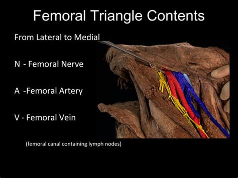 Slideshow Femoral Triangle Ppt