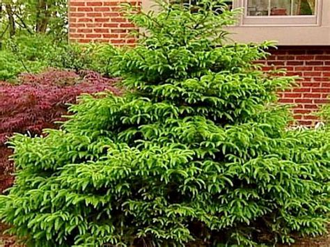 17 Low Maintenance Plants And Dwarf Shrubs Dwarf Shrubs Small