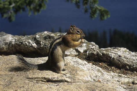 Photo Yosemite National Park Californie Chipmunk Philippe Crochet