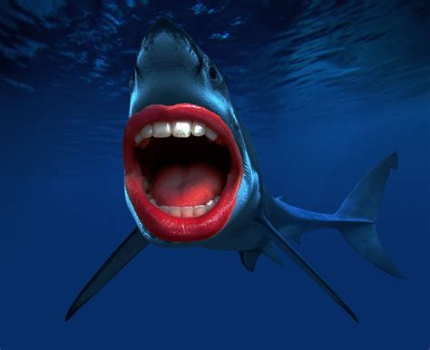 Sharks With Human Teeth Funny Shark Pictures Sharks With Human Teeth