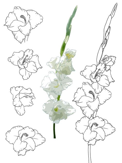 Gladiolus flower flowers flowersandplants flowersnature nature floral finalfantasyxv gladiolusamicitia. Gladiolus Flower Sketch at PaintingValley.com | Explore ...