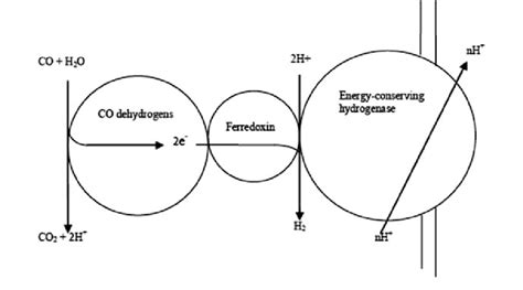 Schematics Of Membrane Bound Co Oxidizing Hydrogen Evolving Enzyme