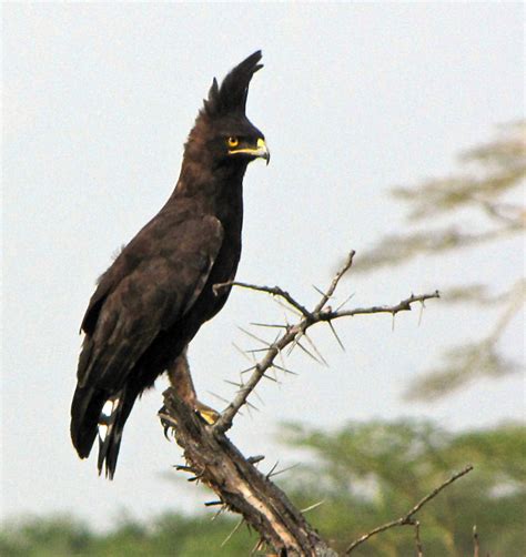 Filelong Crested Eagle Wikimedia Commons