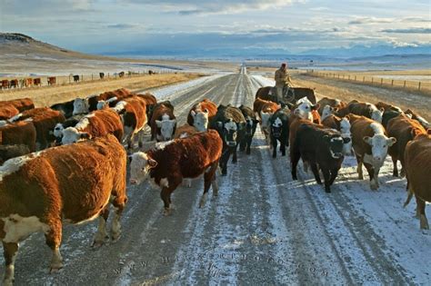 Cattle Drives Photo Information