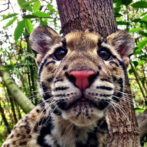 Clouded Leopard Small Wild Cats Wild Cats Cute Animals