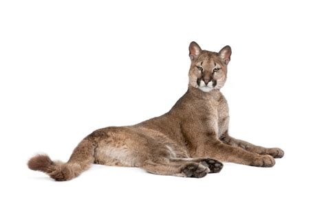 Premium Photo Portrait Of Puma Cub Puma Concolor Standing