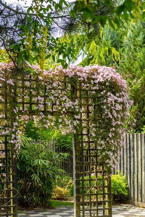 The Best Climbing Plants For Shade David Domoney In 2021 Shade Plants