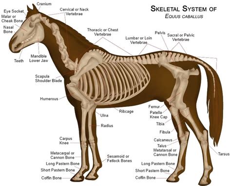 Humanandanimal Anatomy And Physiology Diagrams Skeletal System Of The Horse