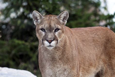 Cougar Cincinnati Zoo And Botanical Garden®