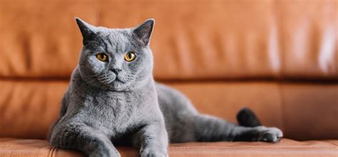 Chartreux Kittens For Sale Uk Russia Bailiffs Seize Cats Over
