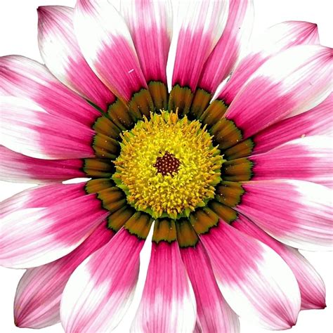 Pink And White Petaled Flower Free Image Peakpx