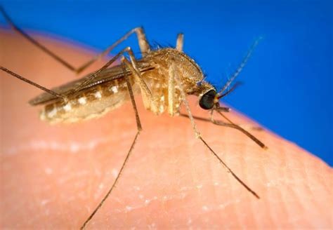 Ini Dia Berbagai Jenis Nyamuk Dan Bahayanya Yang Harus Diwaspadai Vrogue