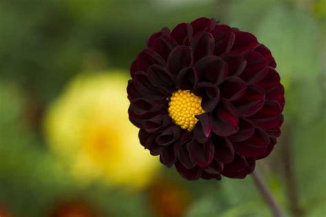 Black Dahlia Flowers Types Care Tips And Pictures