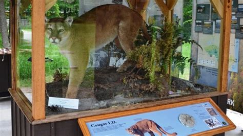 Dnr Confirms 31 Sightings Of Cougars In Michigan Display In Upper