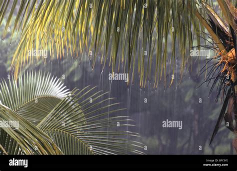 Tropical Downpour In Costa Rica Stock Photo Alamy