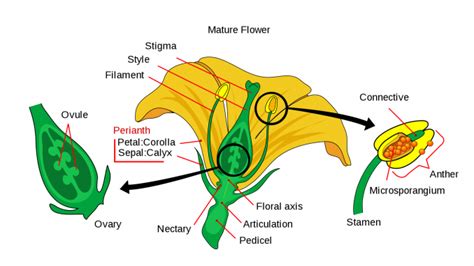 A Typical Flower And Its Parts Online Science Notes