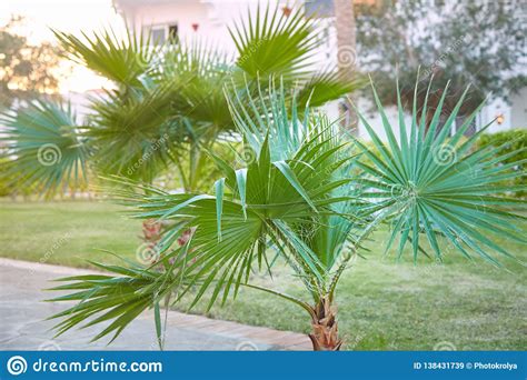 Washingtonia Filifera Palm Tree Growing Outdoors Stock Image Image Of
