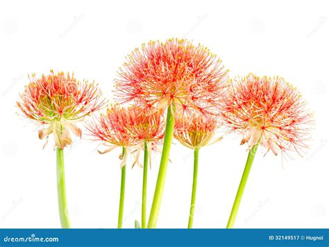 Orange Flowers Stock Image Image Of Flower Botany Foliage