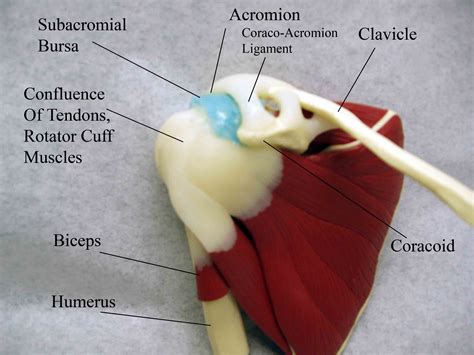 Anterior Shoulder Tendon Anatomy Supraspinatus Tendinopathy