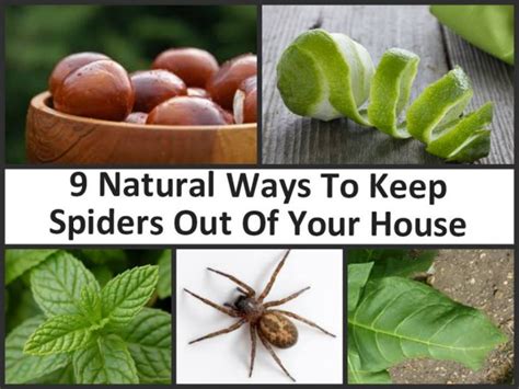 natural ways to keep spiders out of your house how to instructions