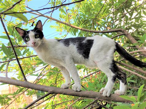 Cat Climbing Down A Tree Live Life And Love