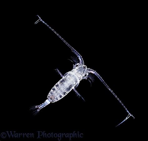 Marine Planktonic Copepod Photo Wp05843