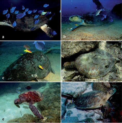 Reef Fishes Cleaning Sea Turtles Hard And Soft Parts In The