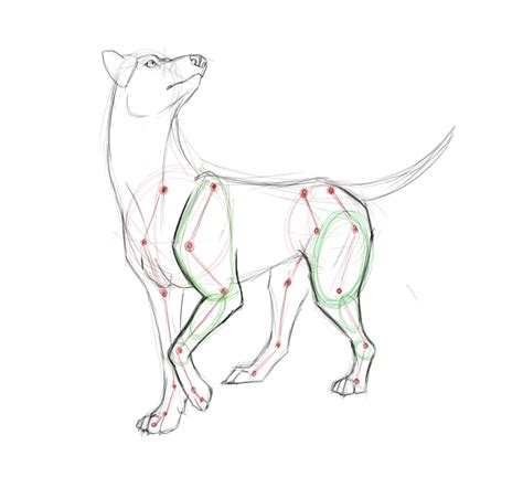 Canine Anatomy By Kibah On Deviantart Dog Anatomy Animal Anatomy