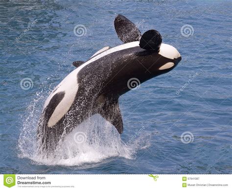 It's all about velocity, so if it gets 5m high the orca must be going about 9.89 m/s or 35.64 km/h (about 22 mph) upwards as it leaves the water. Killer Whale Jumping Out Of Water Stock Photo - Image ...