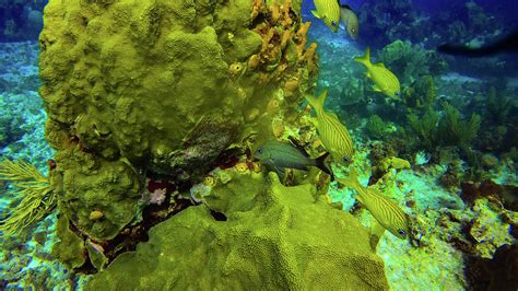 Beautiful Marine Life Corals Fishes In Cancun Mexico North America