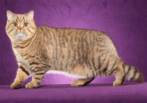 Bengal Cat X British Shorthair Best Cat Wallpaper