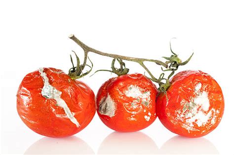 3100 Rotten Tomato Stock Photos Pictures And Royalty Free Images Istock